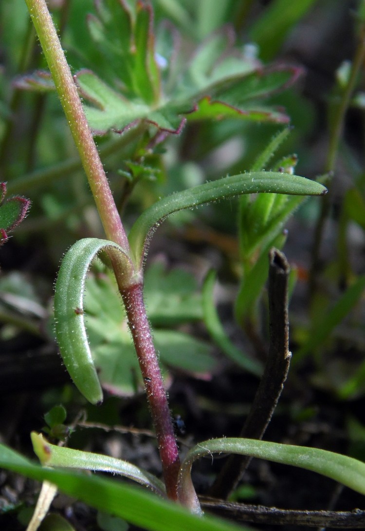 Изображение особи Dichodon viscidum.