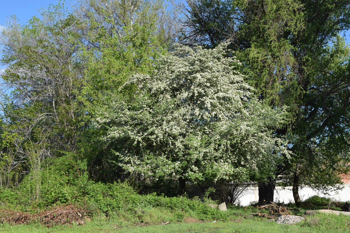 Image of Crataegus turkestanica specimen.