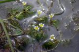 Ranunculus rionii