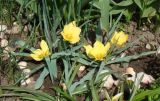 Tulipa linifolia