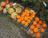 genus Cucurbita