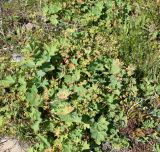 Alchemilla rubens