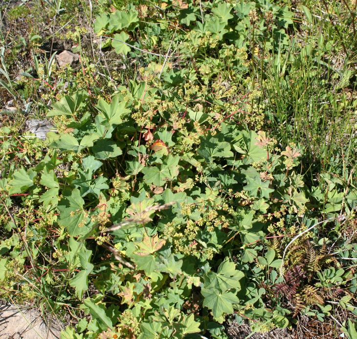 Image of Alchemilla rubens specimen.