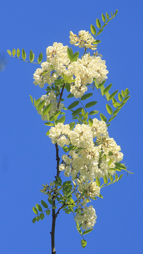 Image of Robinia pseudoacacia specimen.