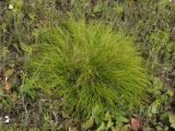 Carex humilis. Дерновина. Курская обл., Горшеченский р-н, окр. дер. Кунье, степь на склоне балки. 06.07.2014.