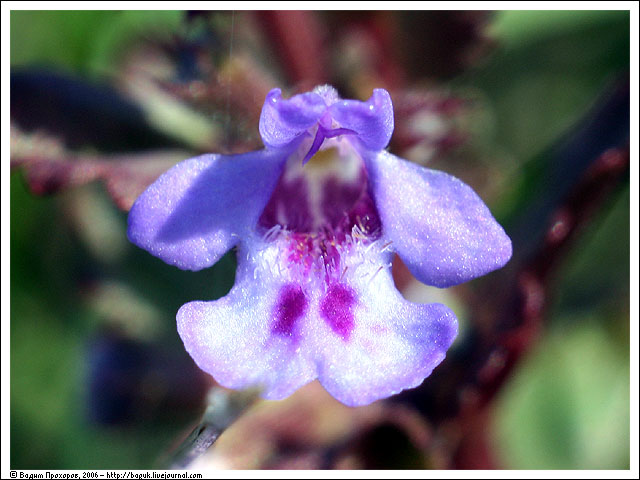 Изображение особи Glechoma hederacea.