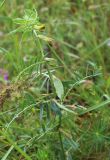 Vicia anatolica