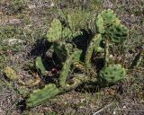 Opuntia humifusa