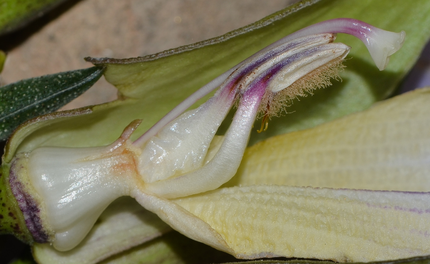 Image of Thunbergia laurifolia specimen.