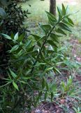 Ruscus aculeatus. Ветвь. Крым, Алупка, Воронцовский парк. 07.06.2016.