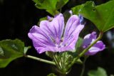 Malva sylvestris