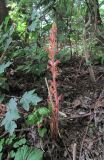 Orobanche laxissima