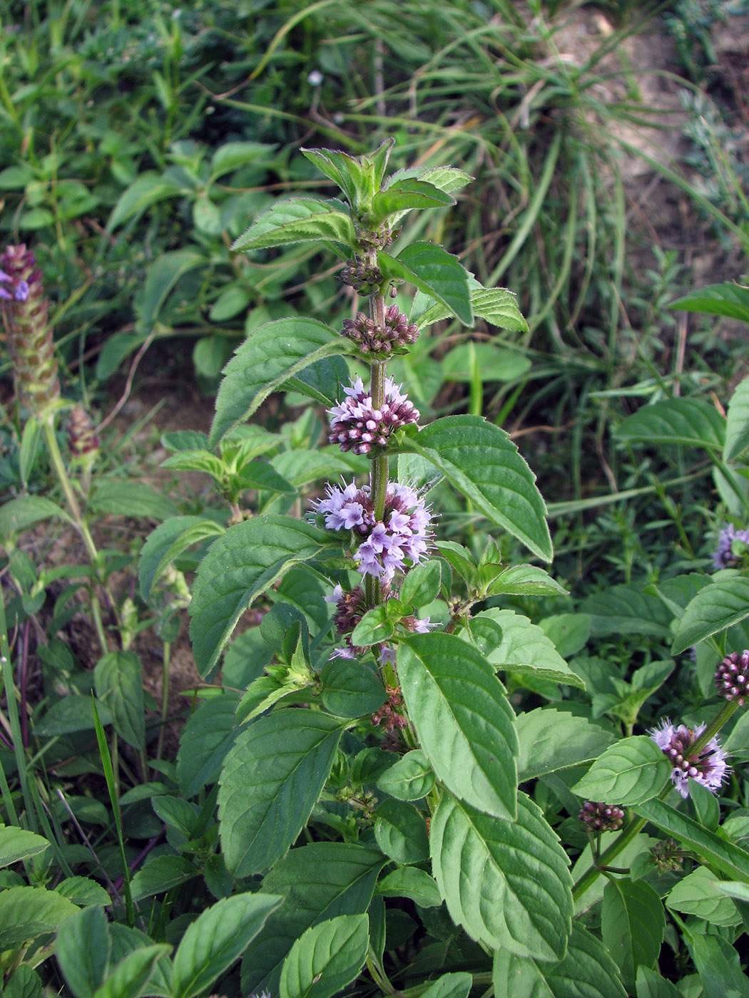 Image of Mentha arvensis specimen.