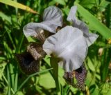 Iris bismarckiana