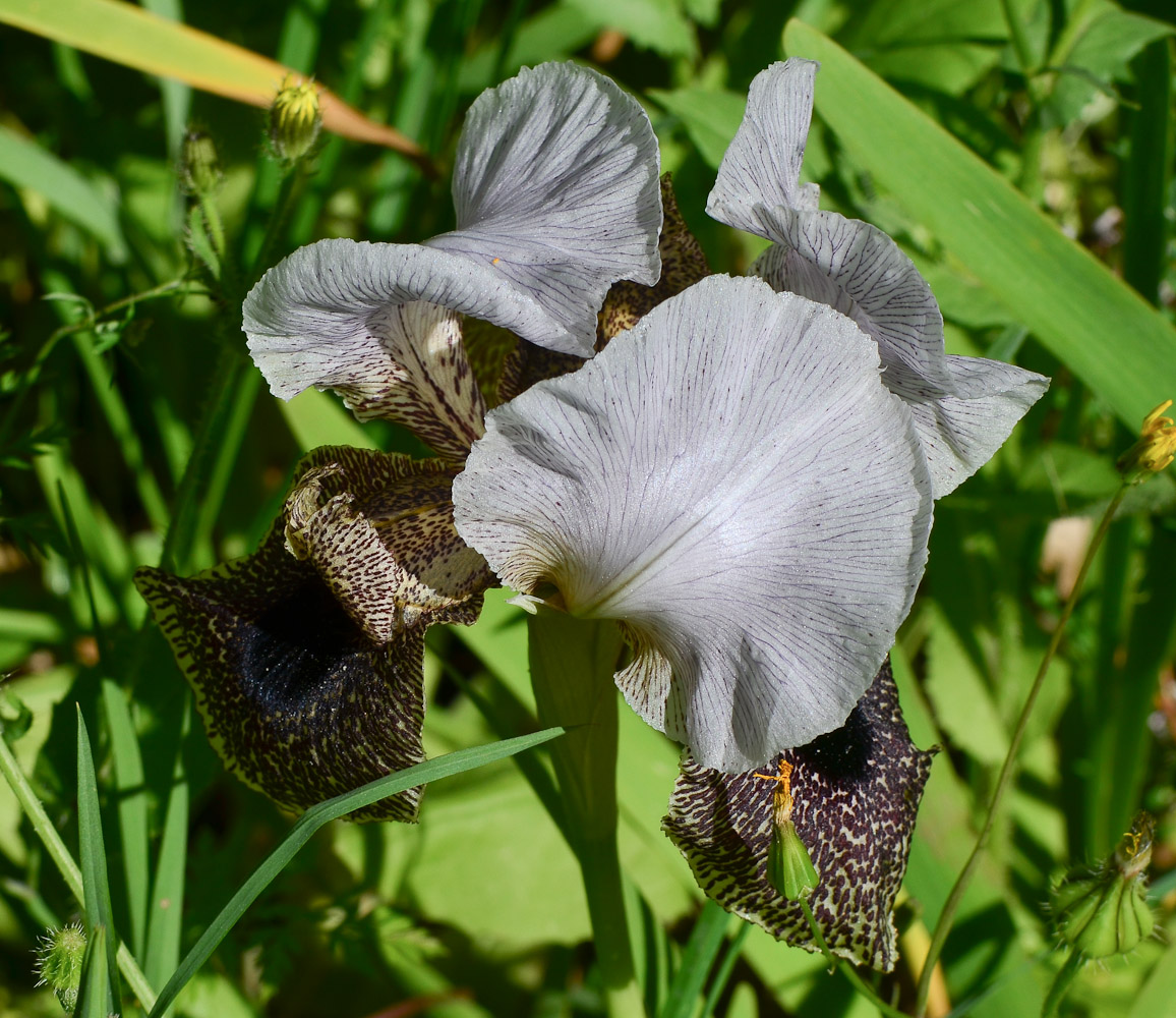 Изображение особи Iris bismarckiana.