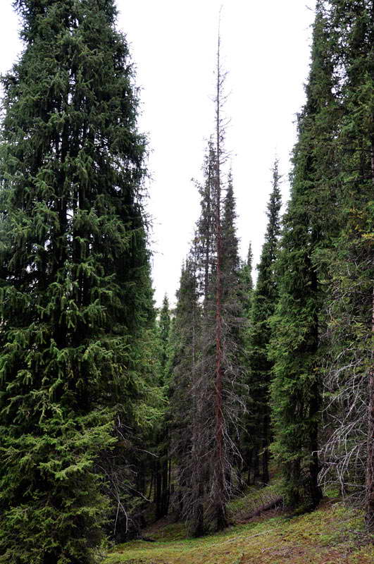 Image of Picea schrenkiana specimen.