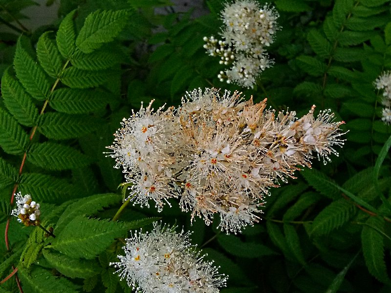 Image of Sorbaria sorbifolia specimen.