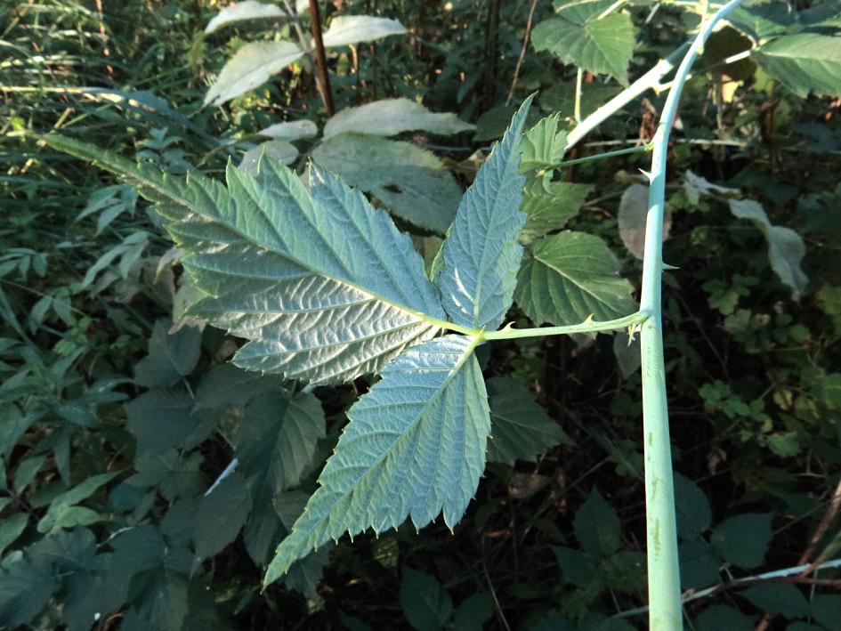 Изображение особи Rubus occidentalis.