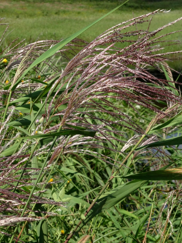 Изображение особи род Miscanthus.