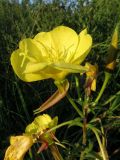 Oenothera glazioviana