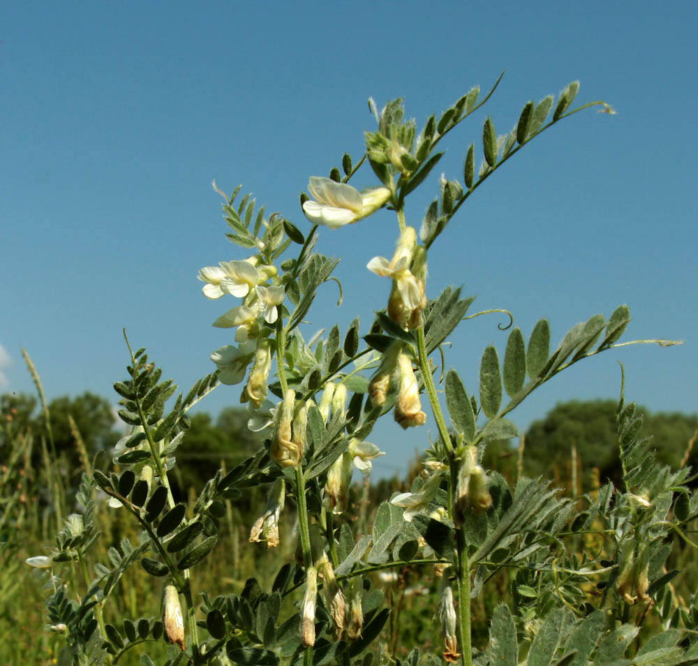 Изображение особи Vicia pannonica.