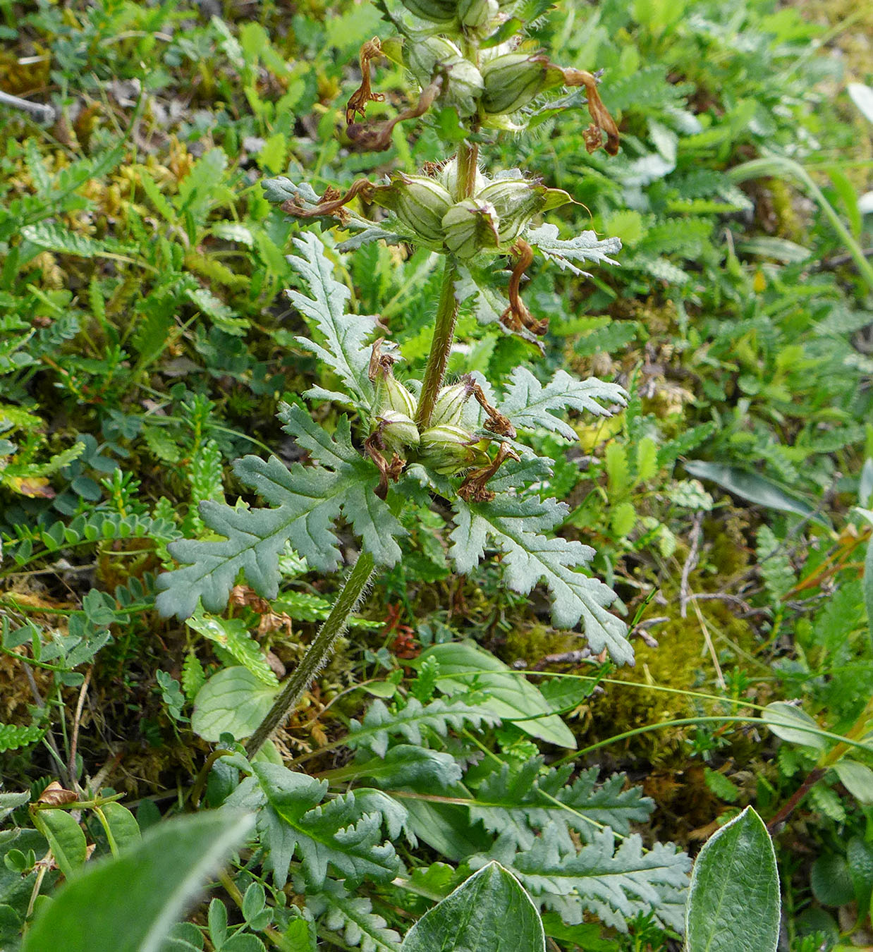 Image of Pedicularis verticillata specimen.