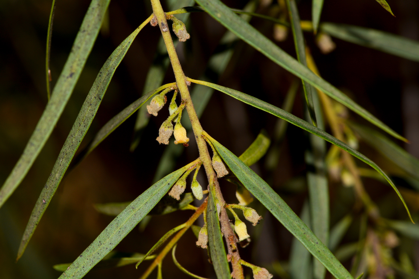 Image of Euclea pseudebenus specimen.