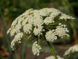 Daucus sativus