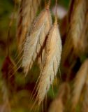 Bromus wolgensis