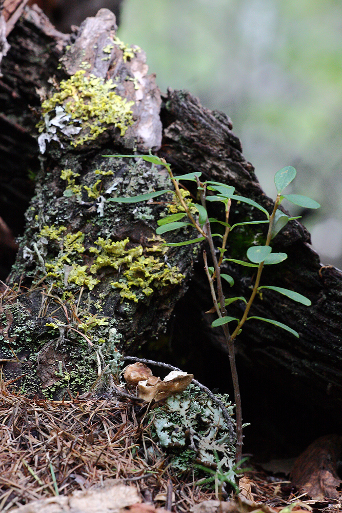 Image of Vaccinium uliginosum specimen.