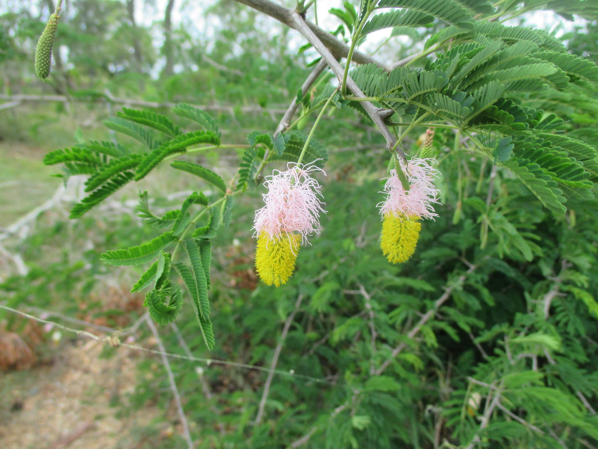 Image of Dichrostachys cinerea specimen.