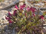 Pedicularis ochotensis. Цветущее растение. Магаданская обл., окр. Магадана, п-ов Старицкого, горная тундра. 19.06.2010.