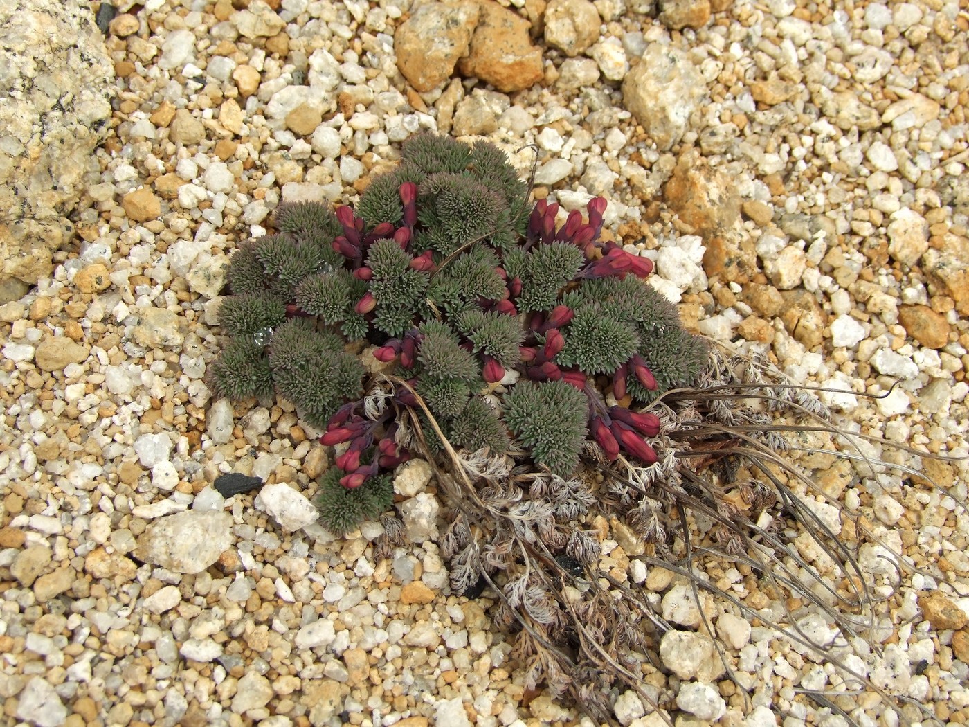 Image of Dicentra peregrina specimen.