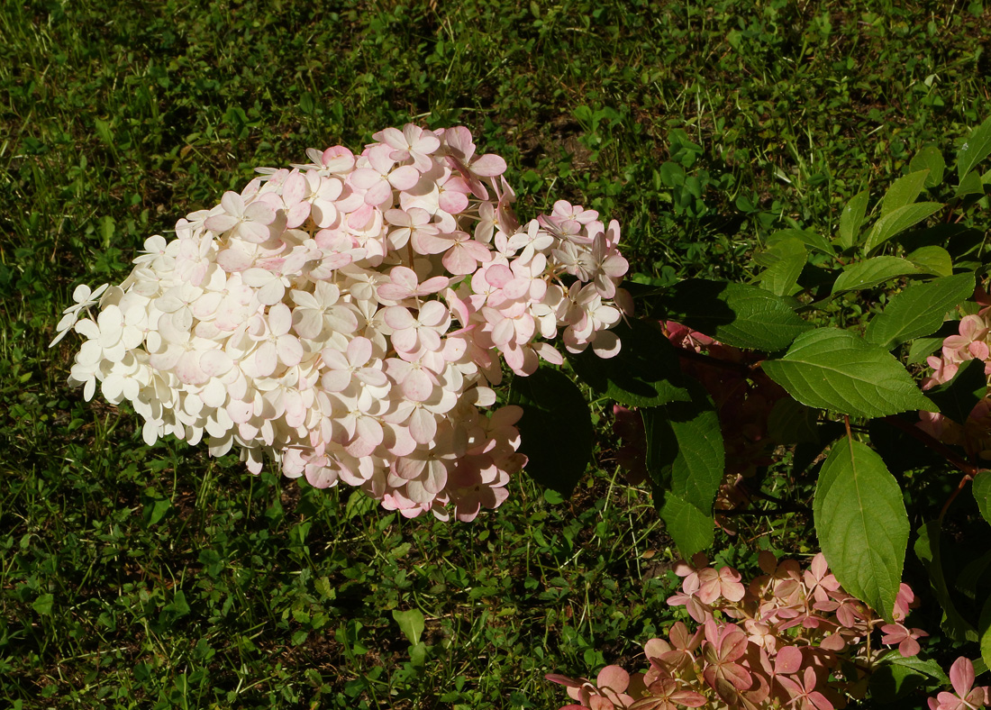 Image of Hydrangea paniculata specimen.