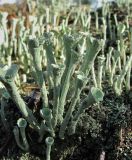 genus Cladonia