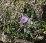 Jurinella subacaulis