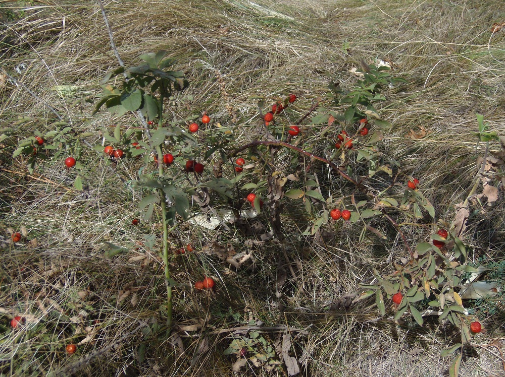 Image of Rosa villosa specimen.