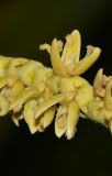 Cocos nucifera