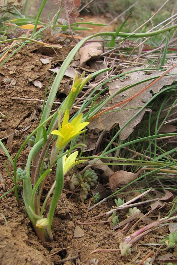 Image of Gagea dubia specimen.