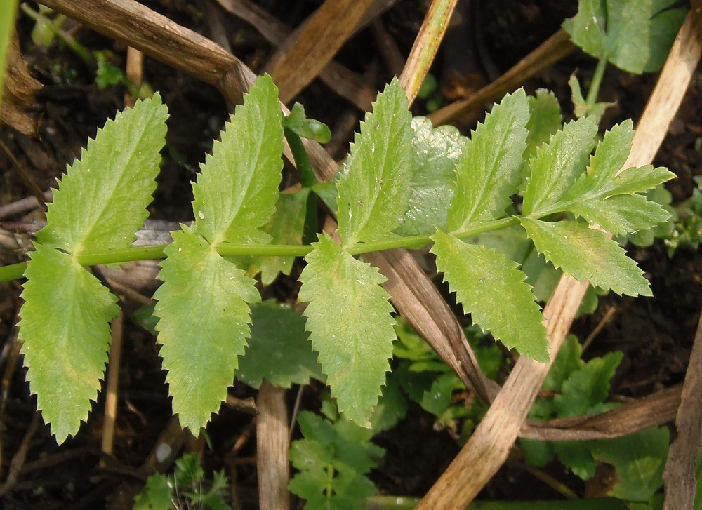 Image of Berula erecta specimen.