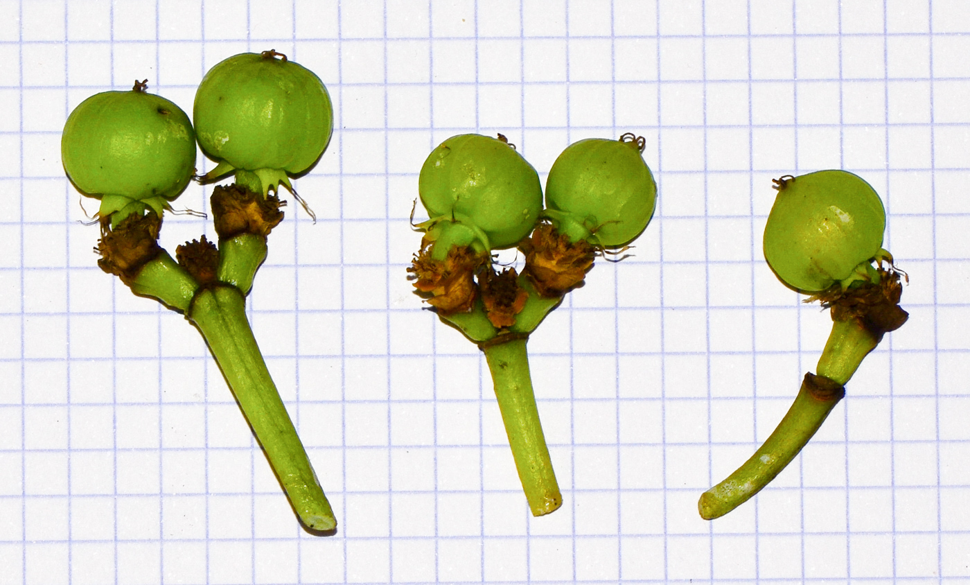 Image of Euphorbia ingens specimen.
