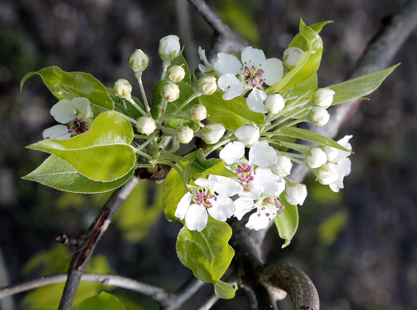 Image of genus Pyrus specimen.