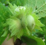 Corylus avellana