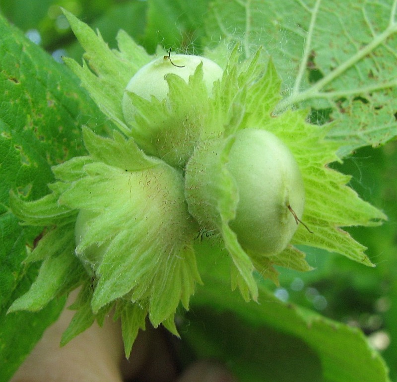 Image of Corylus avellana specimen.