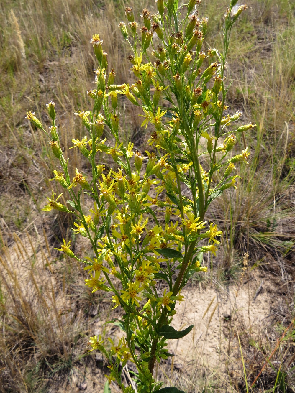 Изображение особи Solidago virgaurea.