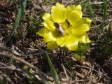 Adonis vernalis