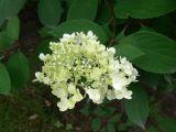 Hydrangea paniculata. Соцветие. Приморский край, г. Владивосток, Ленинский р-н, Адмиральский сквер, в культуре. 01.08.2016.