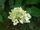 Hydrangea paniculata