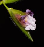 Thalia geniculata. Отцветающее элементарное соцветие. Таиланд, о-в Пхукет, курорт Ката, край леса у дороги вдоль канала. 11.01.2017.