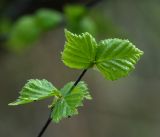 Betula pendula. Молодые листья. Московская обл., Раменский р-н, окр. дер. Хрипань, садовый участок. 02.05.2017.